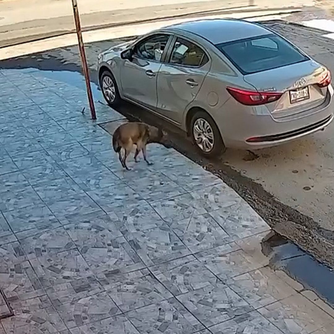 Informan Estado de Salud del Perro que fue Atropellado y Arrastrado en Torreón